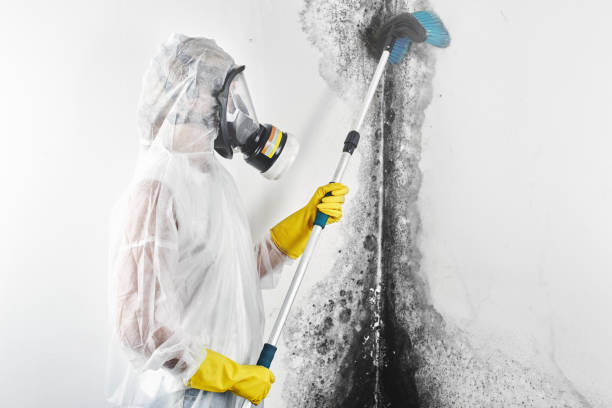 Best Mold Remediation for Healthcare Facilities  in Tresckow, PA
