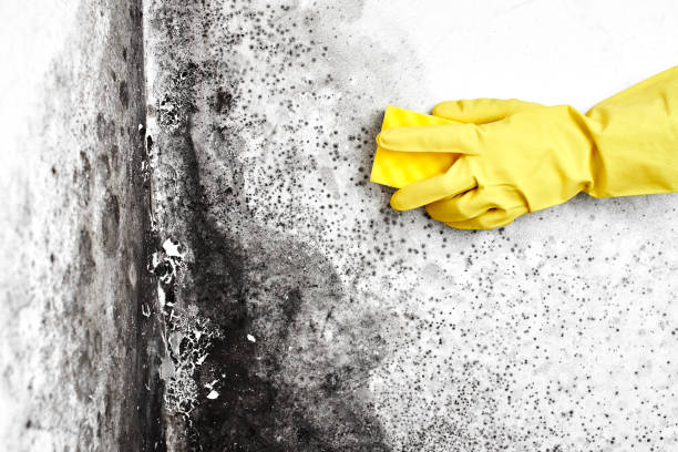 Best Water Damage & Mold Remediation  in Tresckow, PA