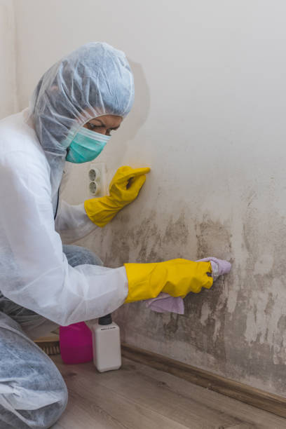 Mold Removal for HVAC Installations in Tresckow, PA