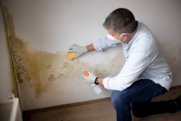 Best Attic Mold Removal  in Tresckow, PA