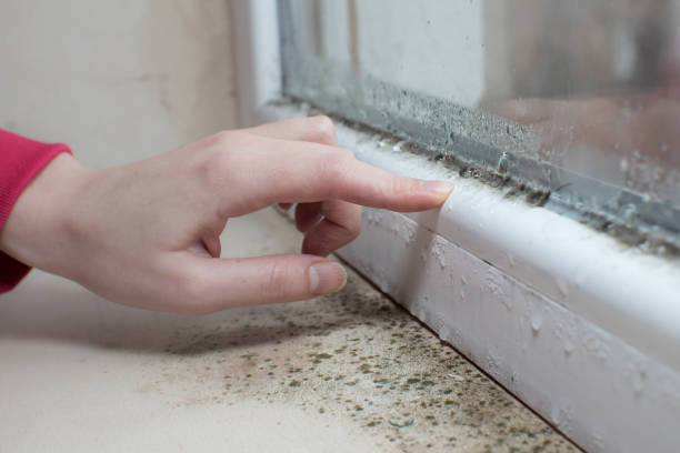 Best Post-Construction Mold Inspection  in Tresckow, PA