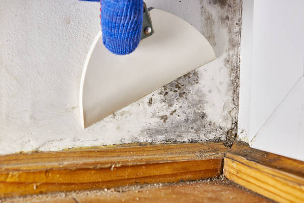 Best HVAC Mold Inspection and Cleaning  in Tresckow, PA